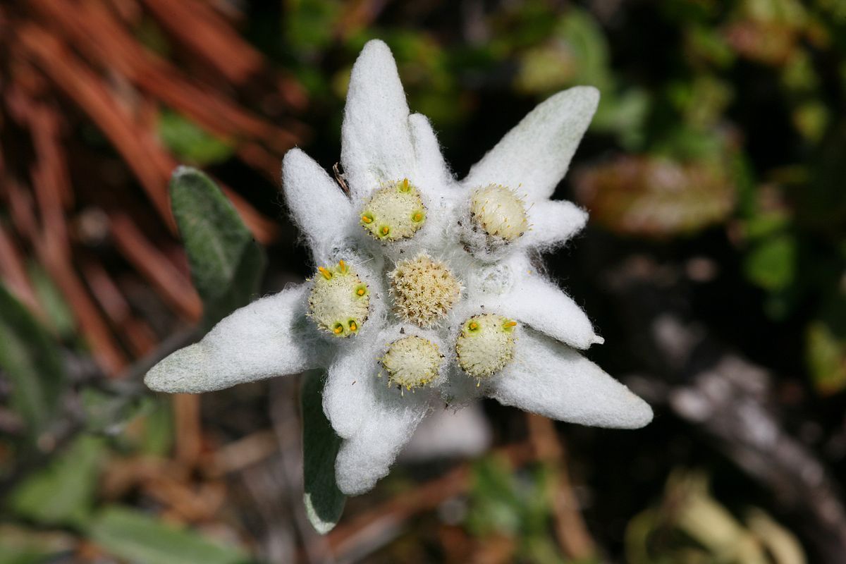 CH Leontopodium alpinum 1.jpg