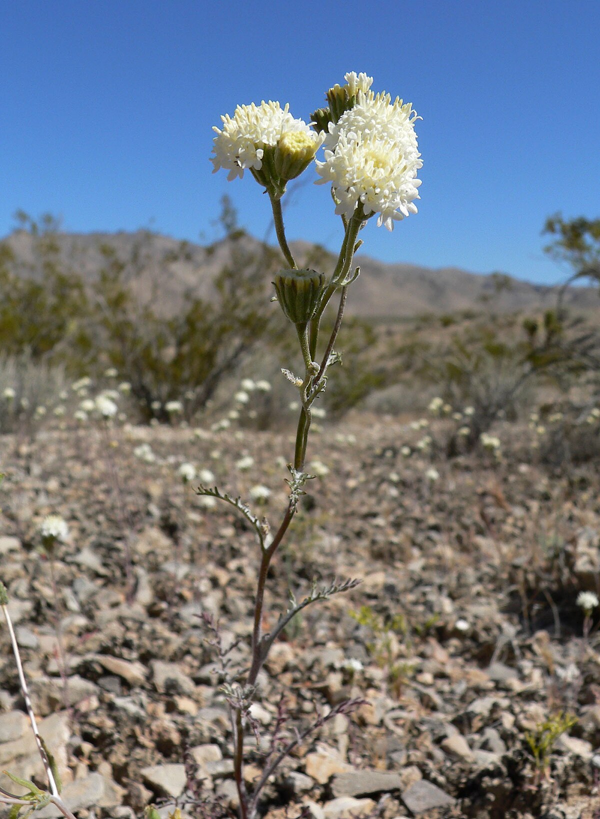 Chaenactis stevioides