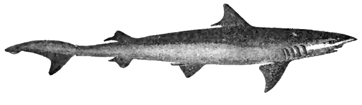 Hemigaleidae