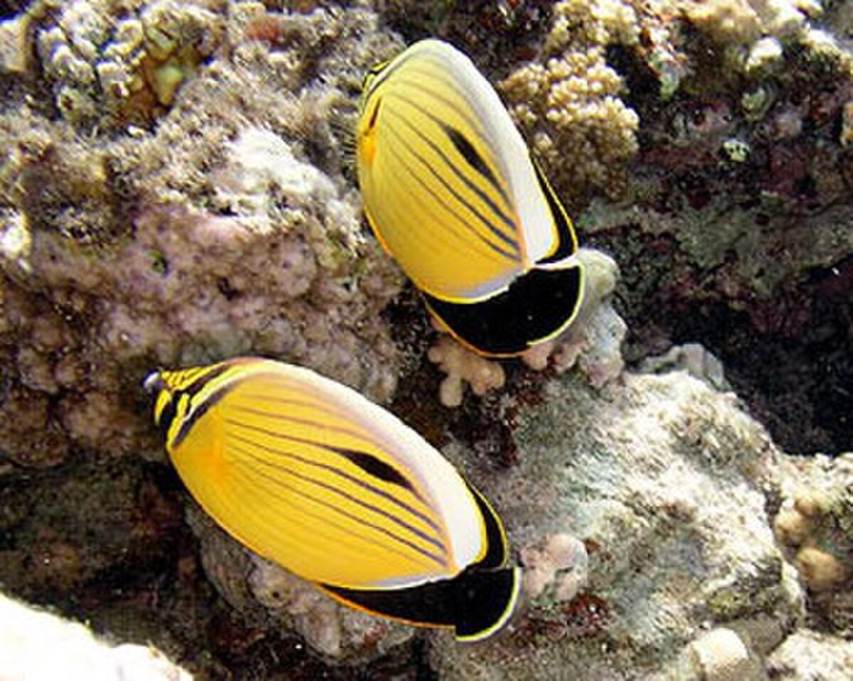 Poisson-papillon côtelé de mer Rouge