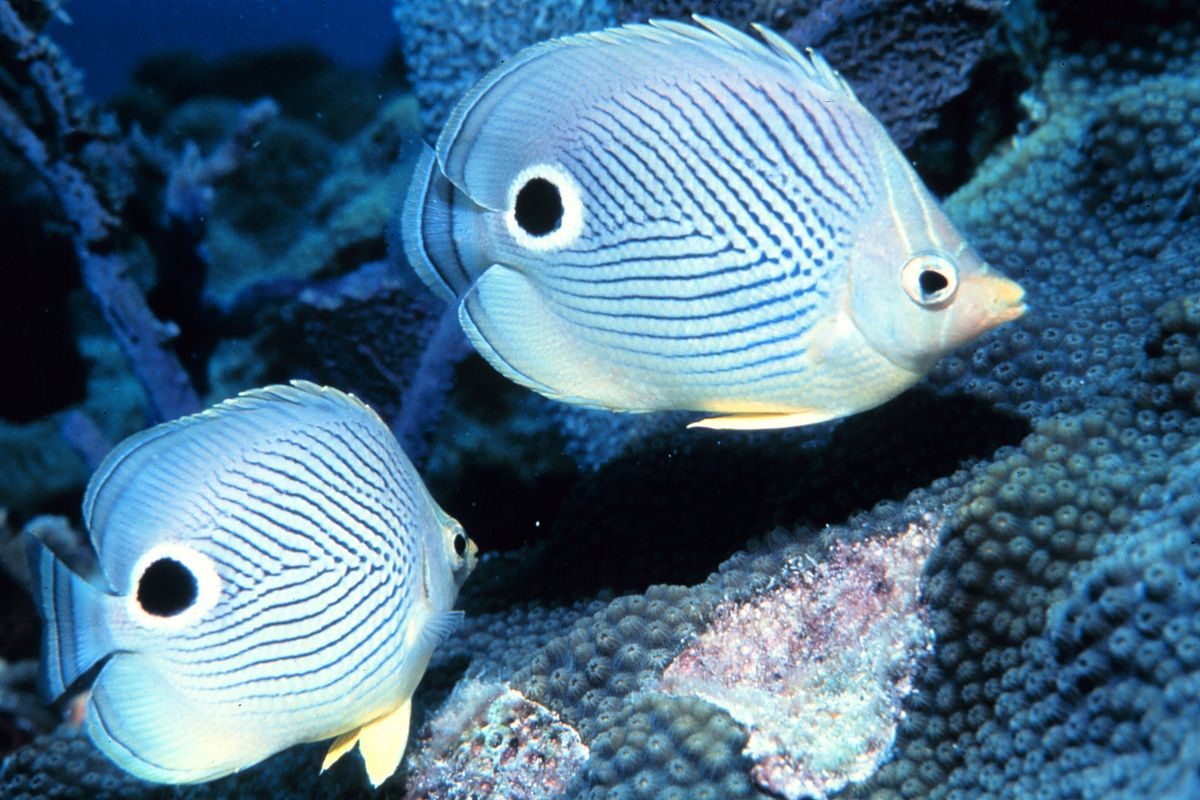 Chaetodon