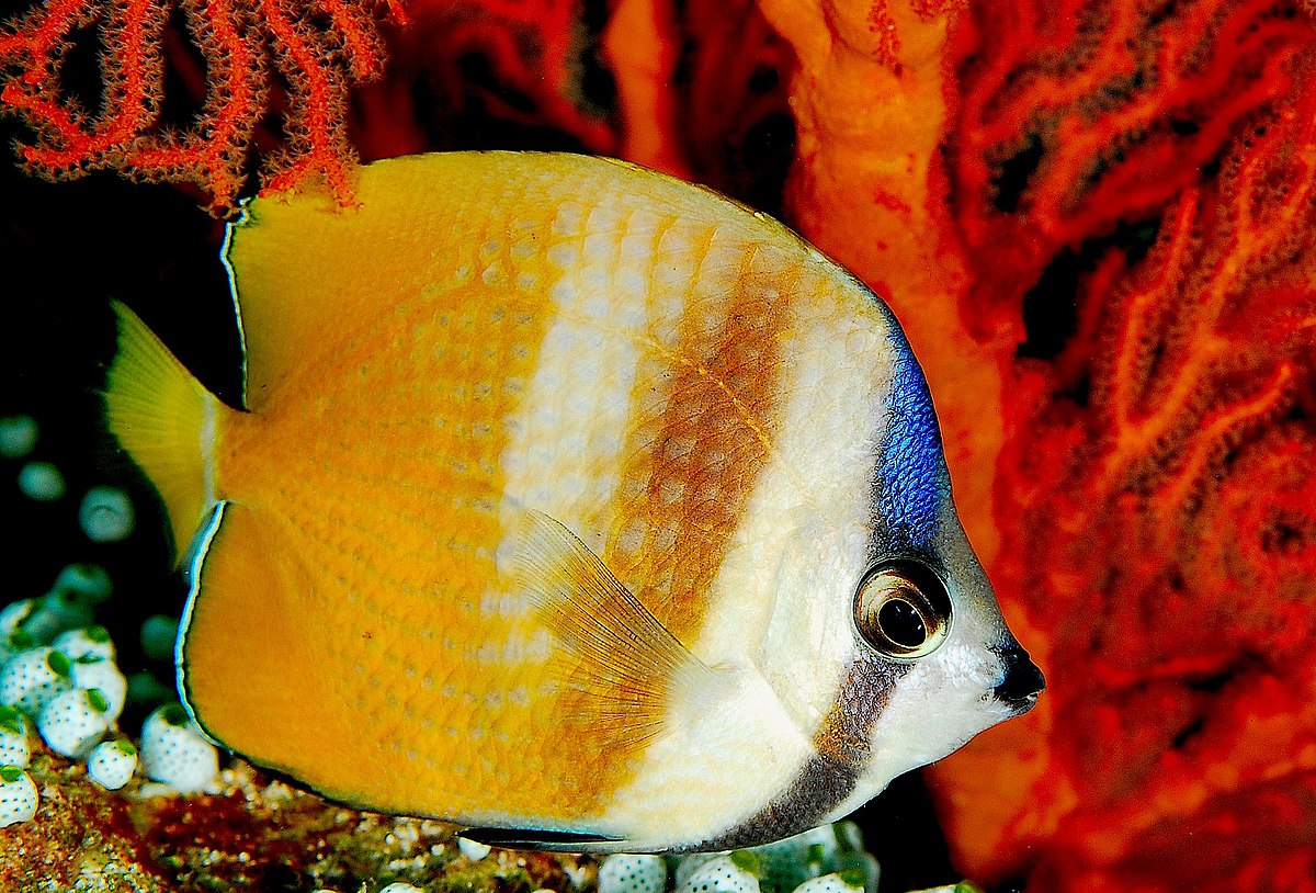 Poisson-papillon de Klein