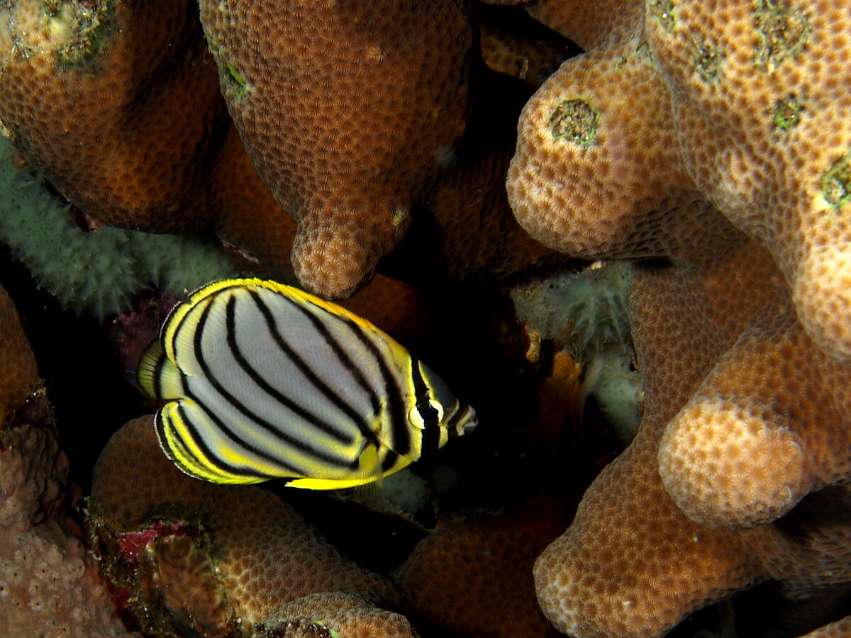 Poisson-papillon de Meyer