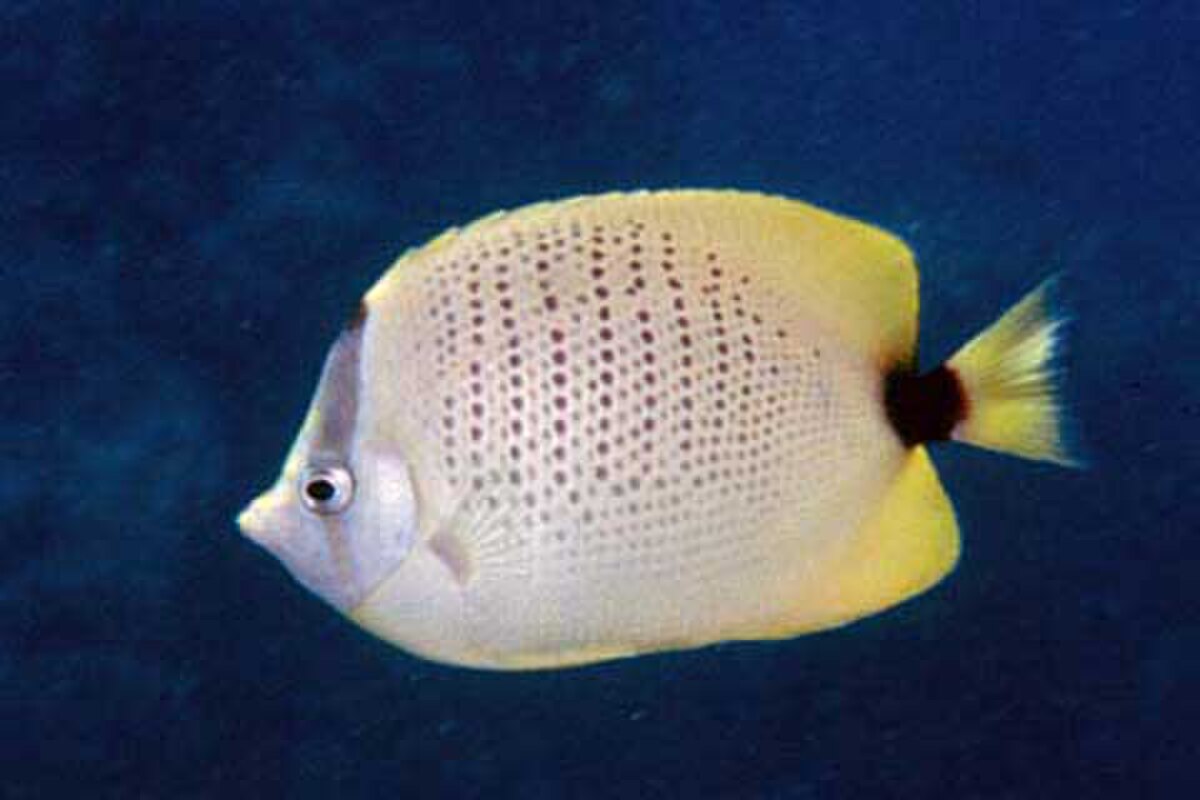 Poisson-papillon grains de millet