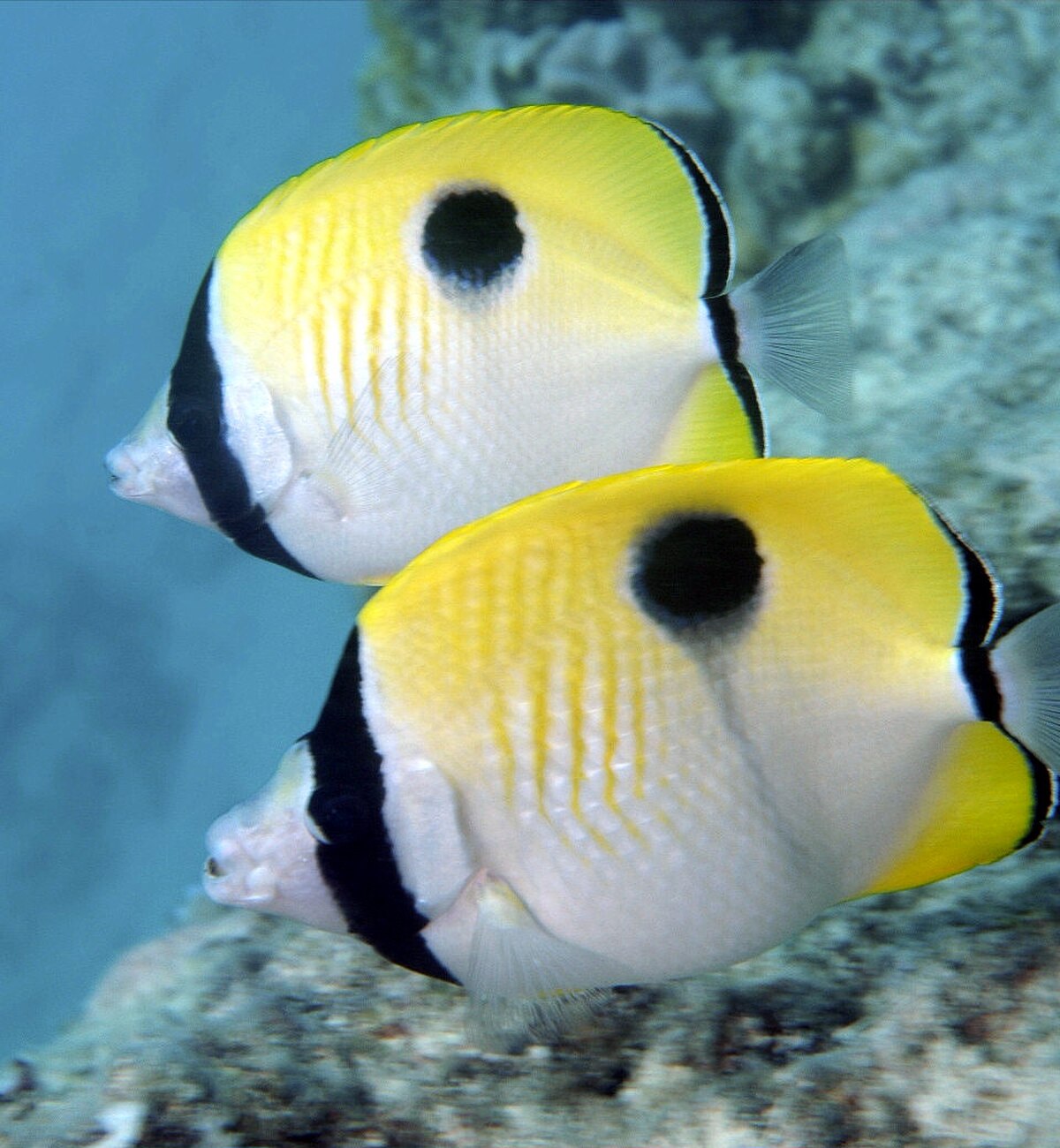 Poisson-papillon à larme du Pacifique