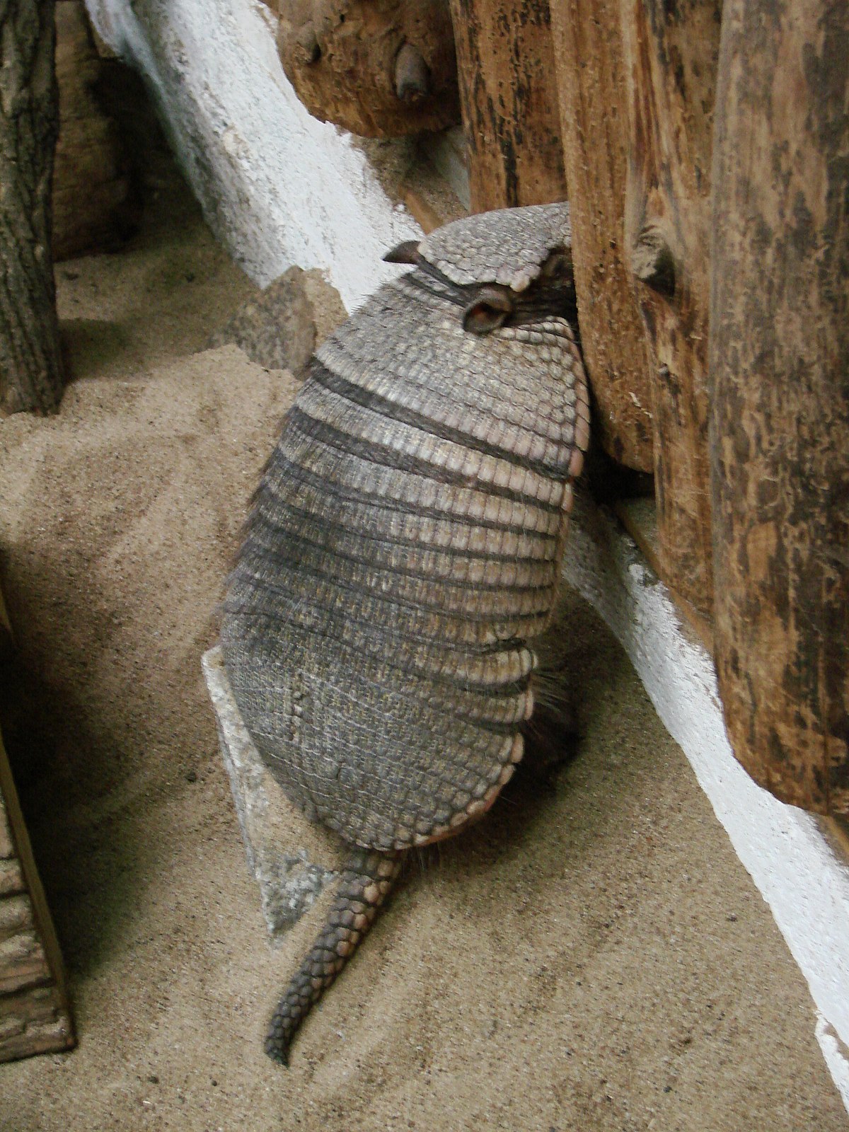Grand tatou velu