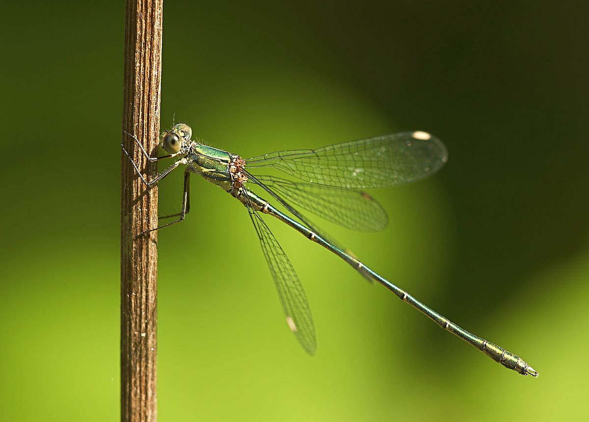 Lestes viridis