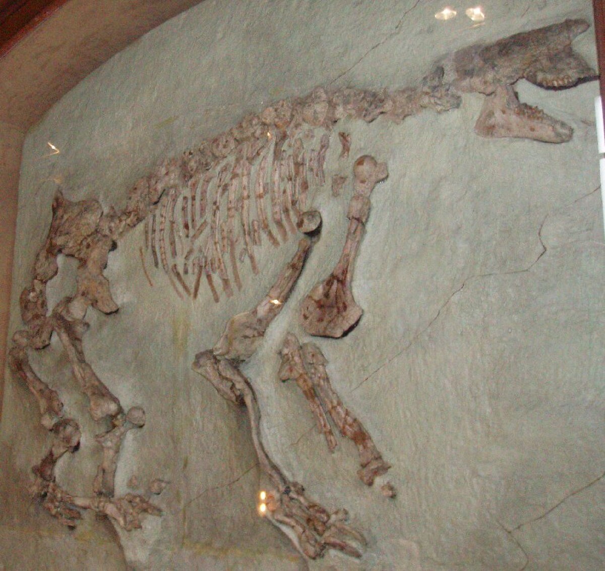 Chalicothère