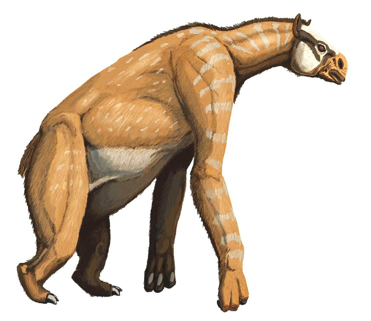 Anisodon grande, anciennement Chalicotherium grande.