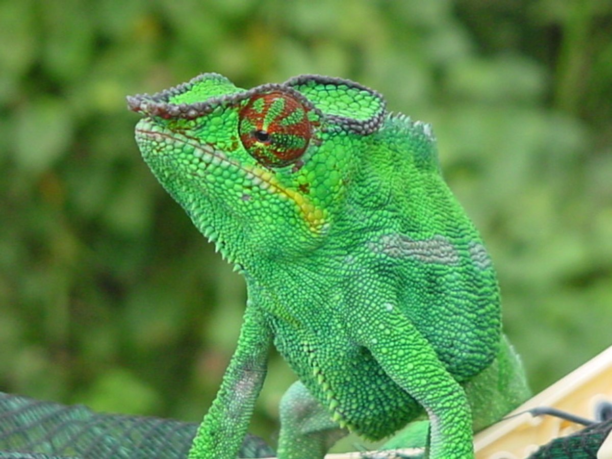 Caméléon panthère
