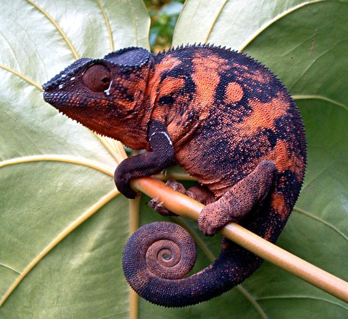 Chamaeleonidae