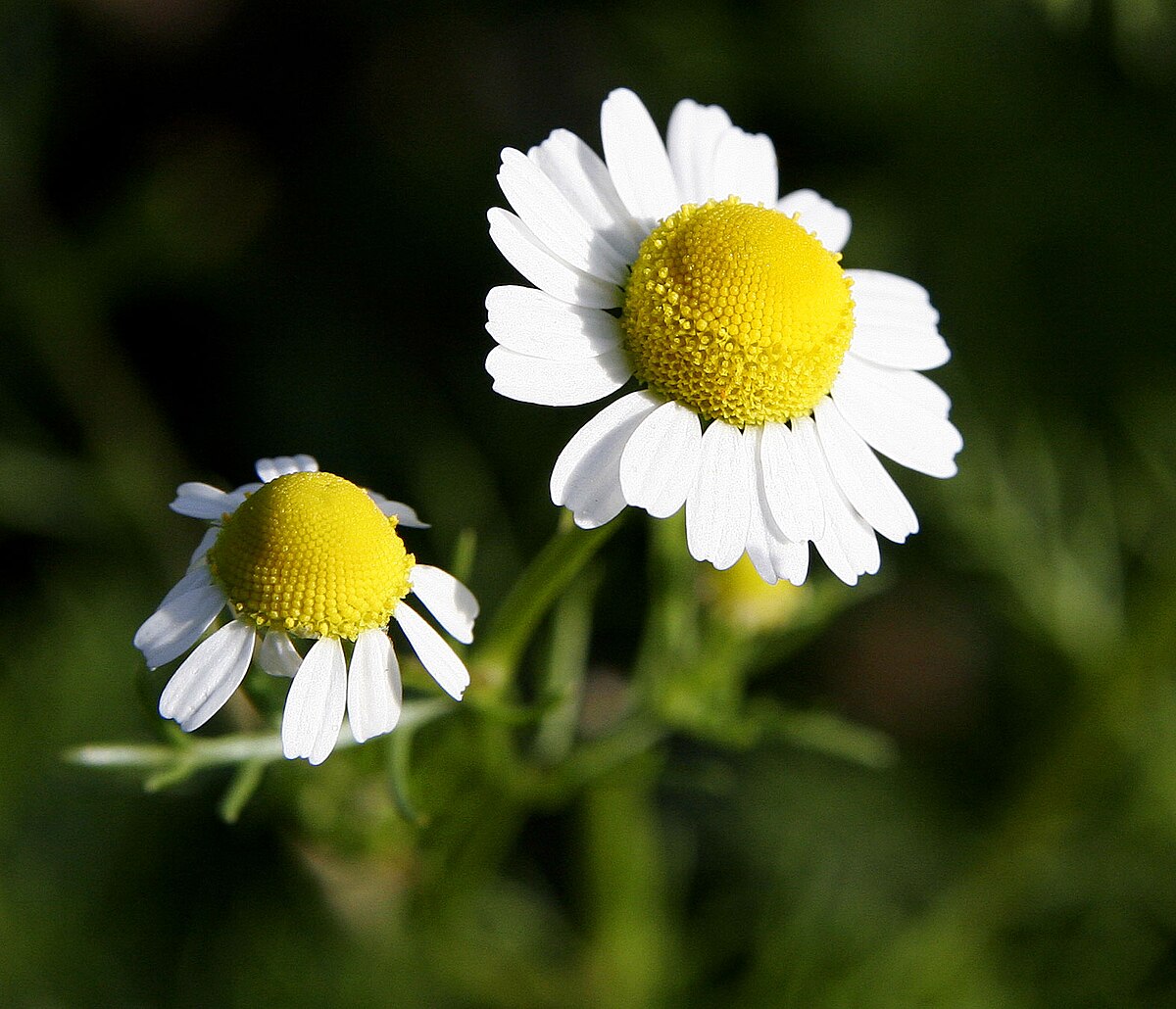 Camomille sauvage