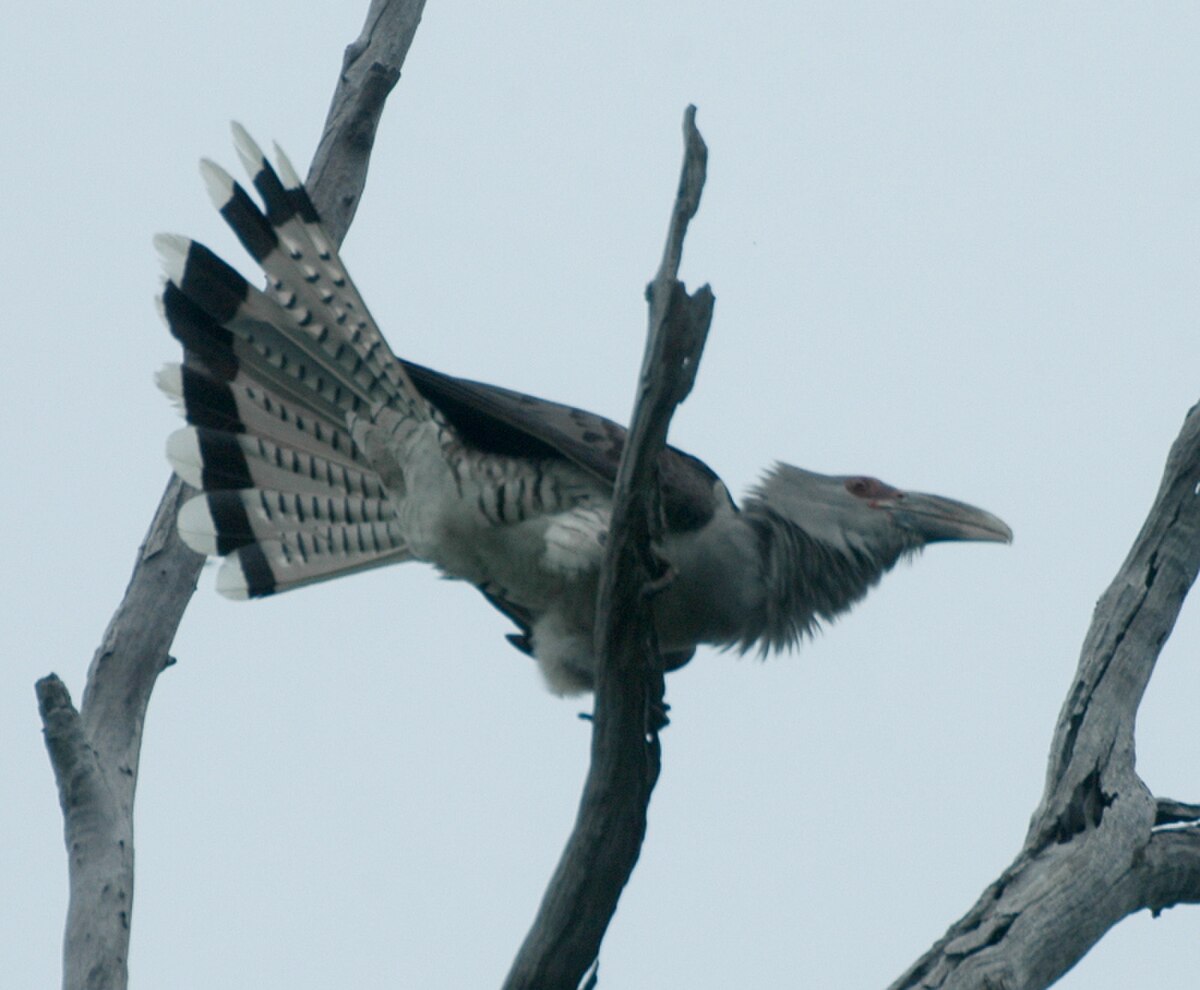 Channel-billed Cuckoo Dec07 Kobble.JPG