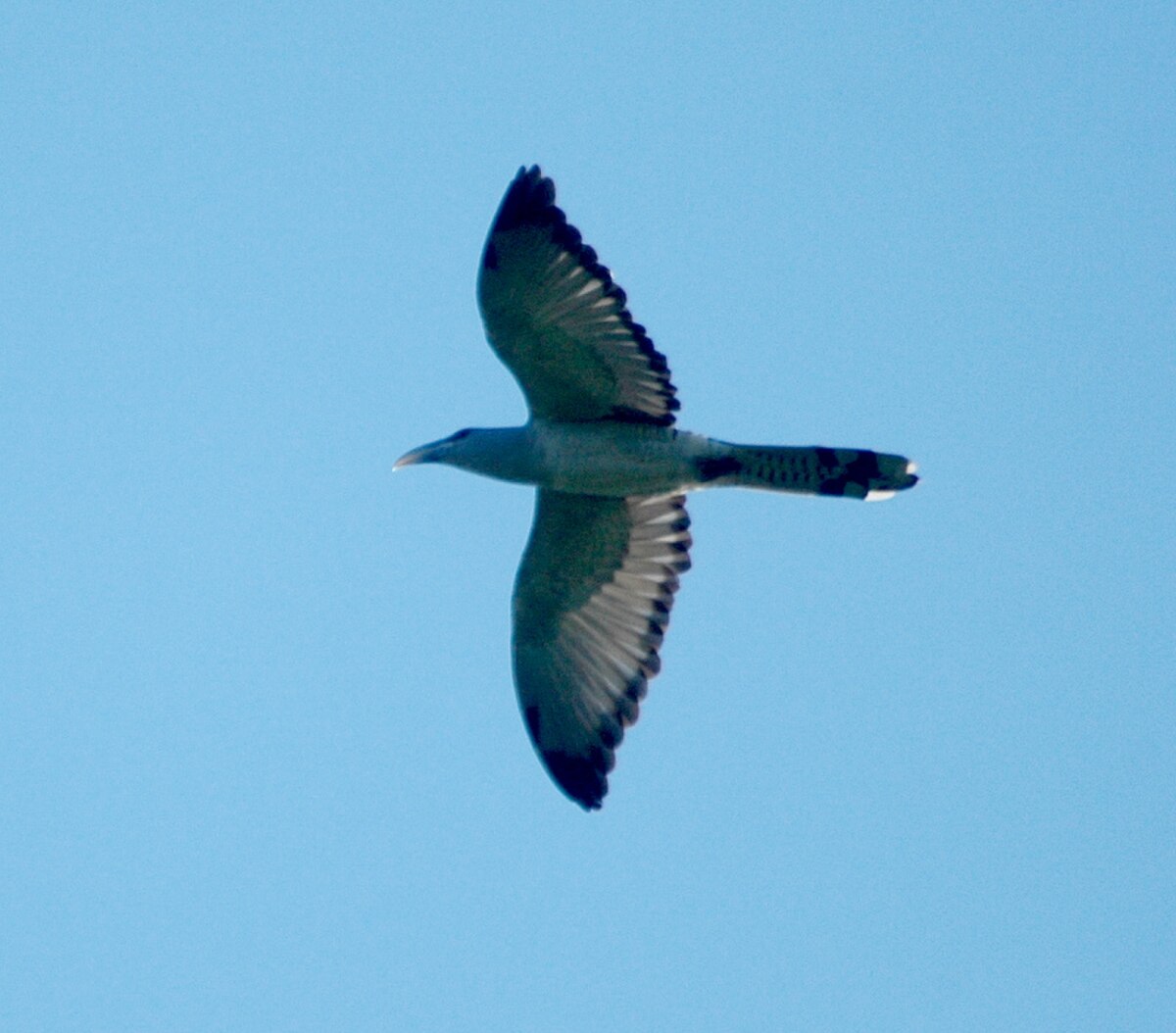 Channel-billed Cuckoo Nov07 kobble.JPG