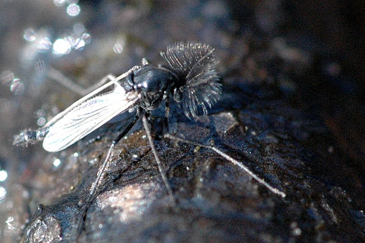 Chaoborus
