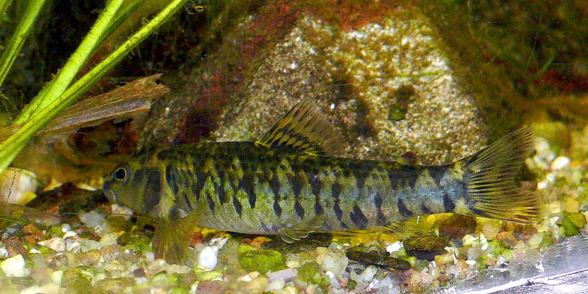 Characidium