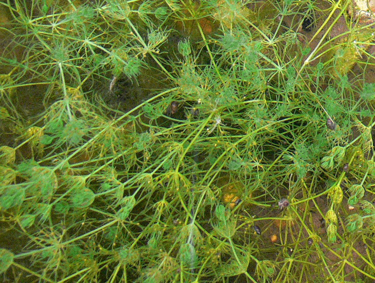 Chara sp.
