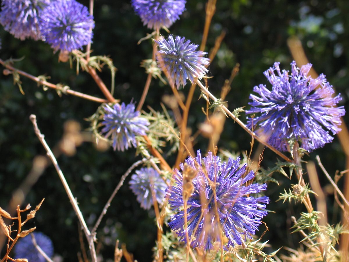 Echinops