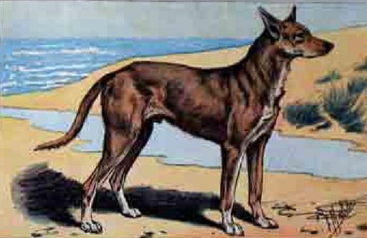 Charnaigre