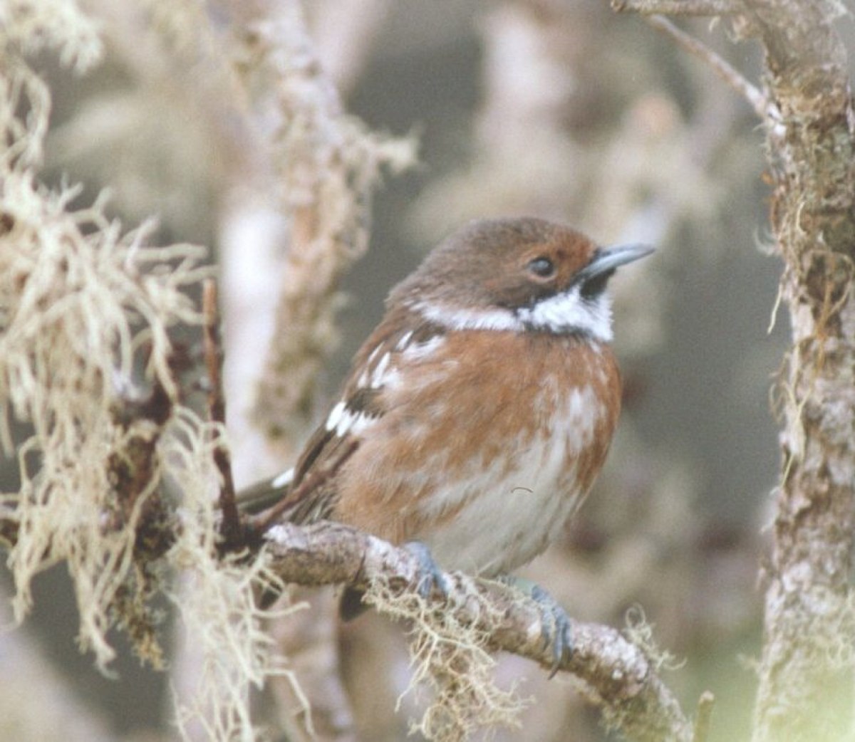 Monarchidae