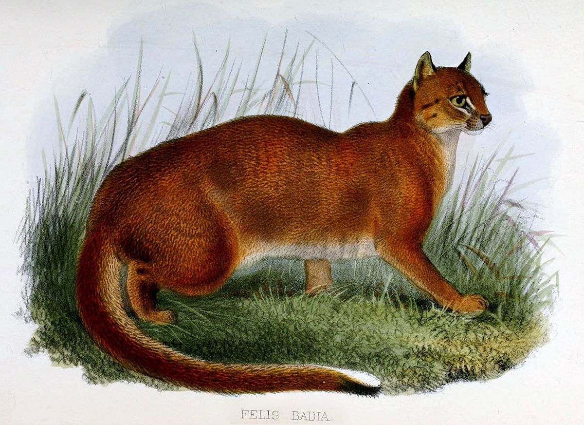 Pardofelis