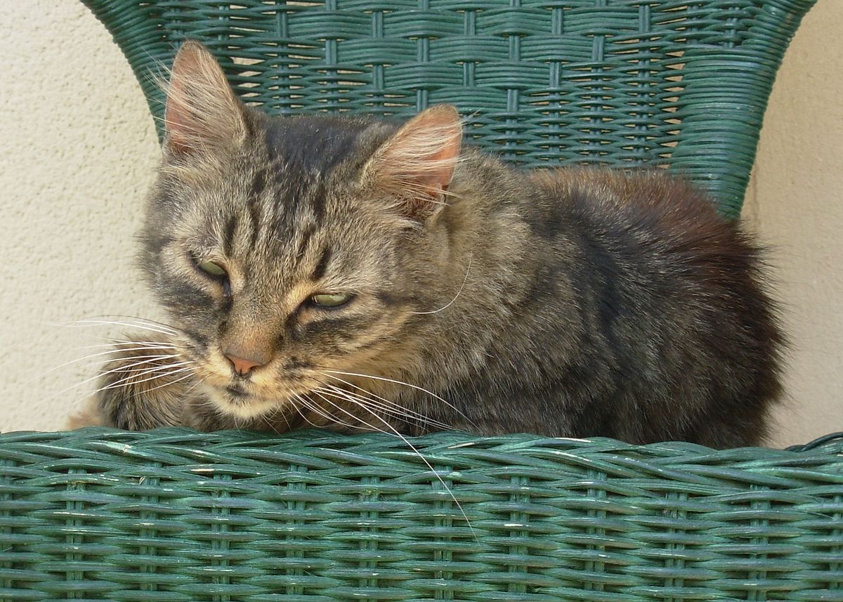 Européen (chat)