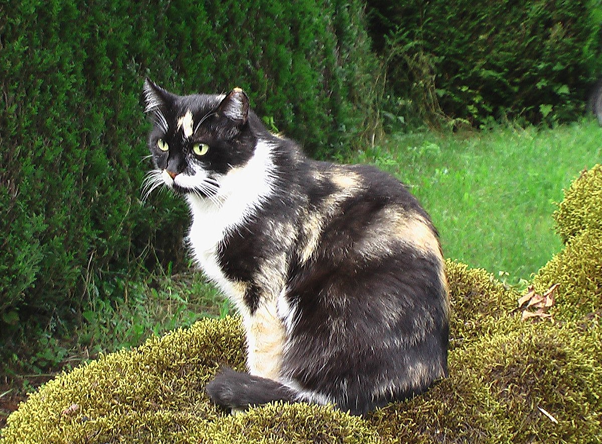Chat