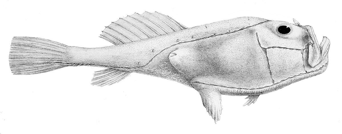 Chaunacidae