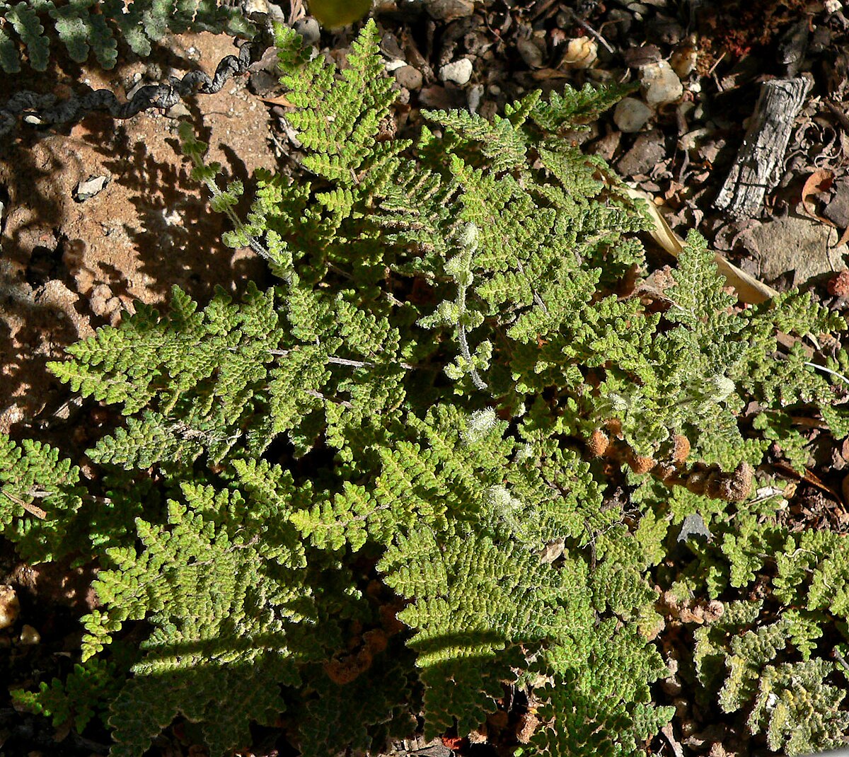 Cheilanthes