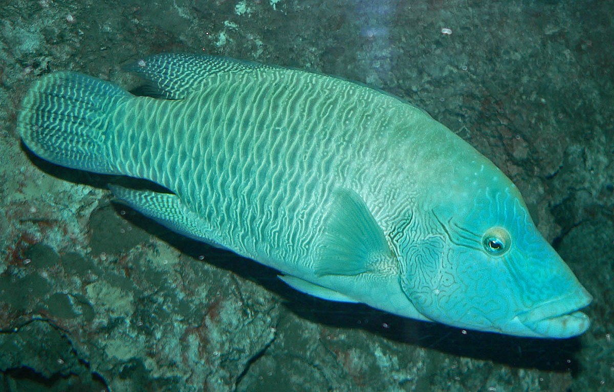 Cheilinus