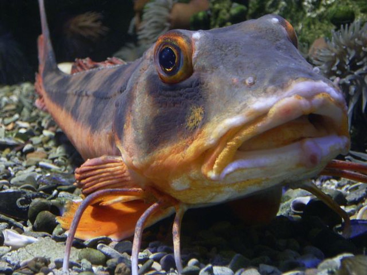 Triglidae