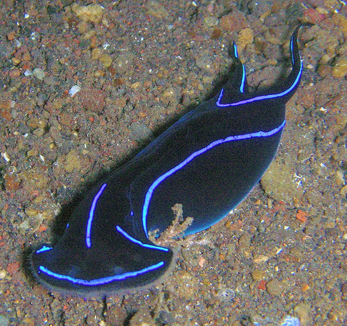Aglajidae