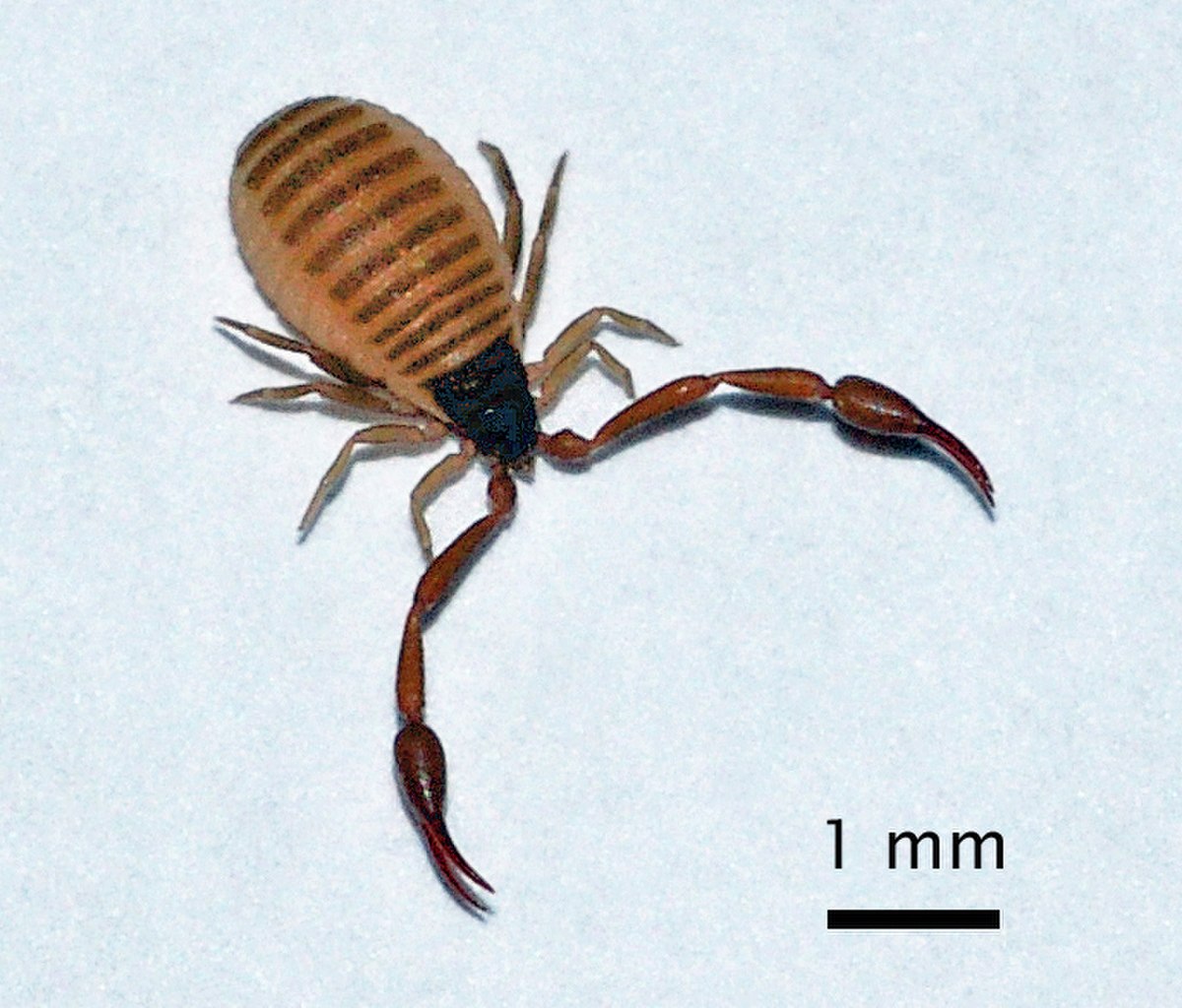 Pseudoscorpionida