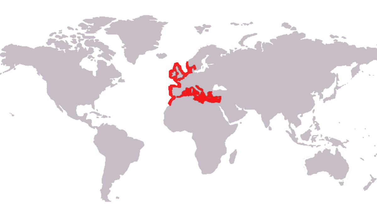 Chelon labrosus map.png