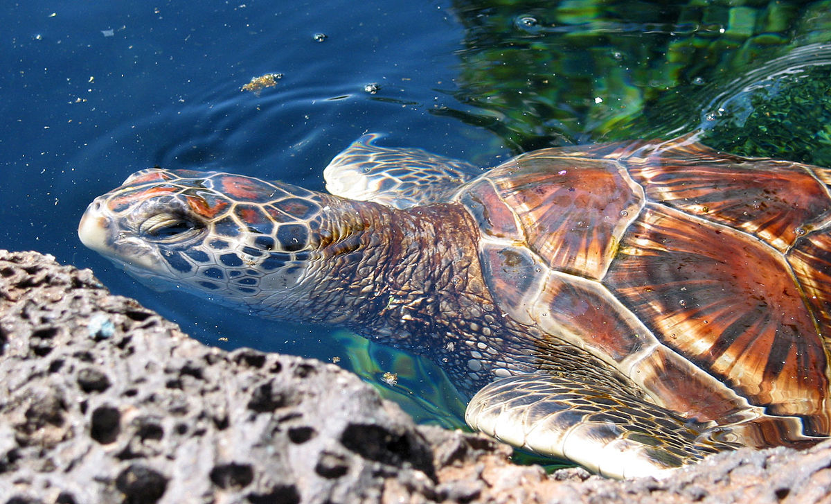 Tortue marine