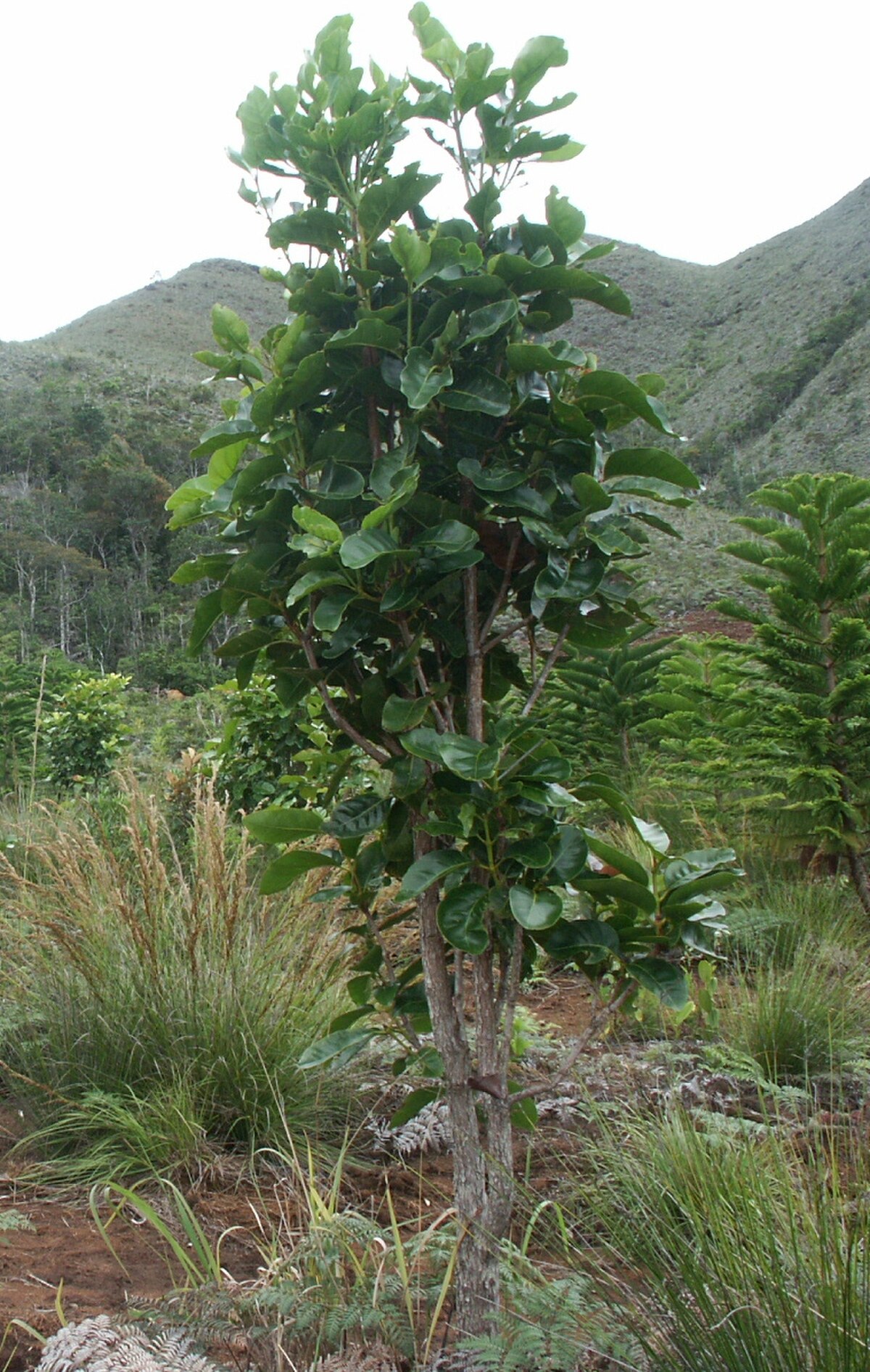 Arillastrum gummiferum