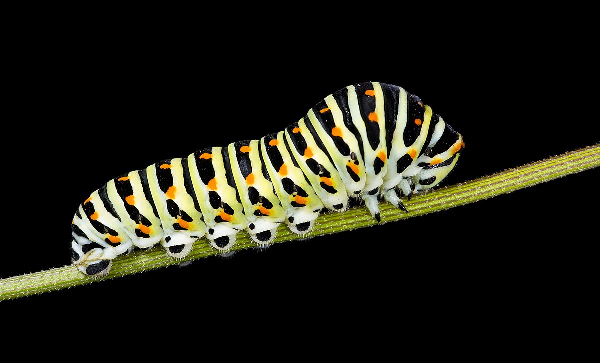 Chenille (lépidoptère)