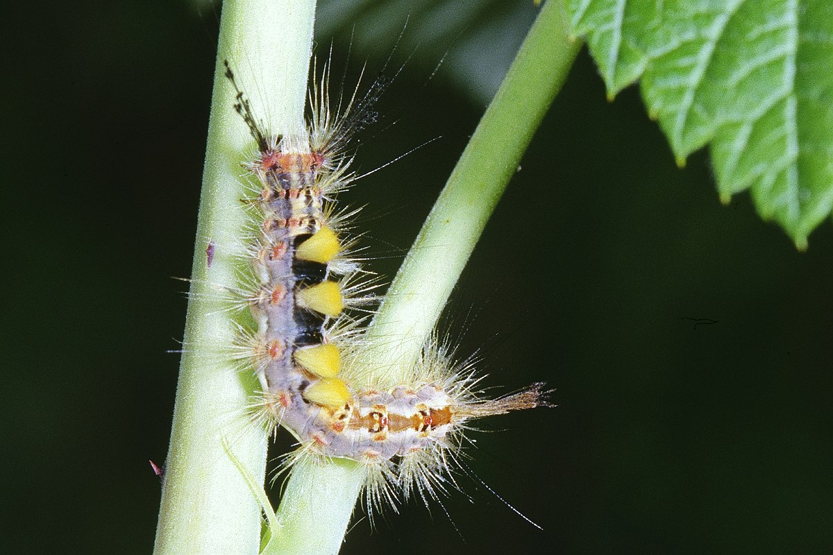 Orgyia antiqua