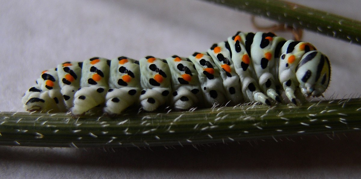 Glossaire des insectes