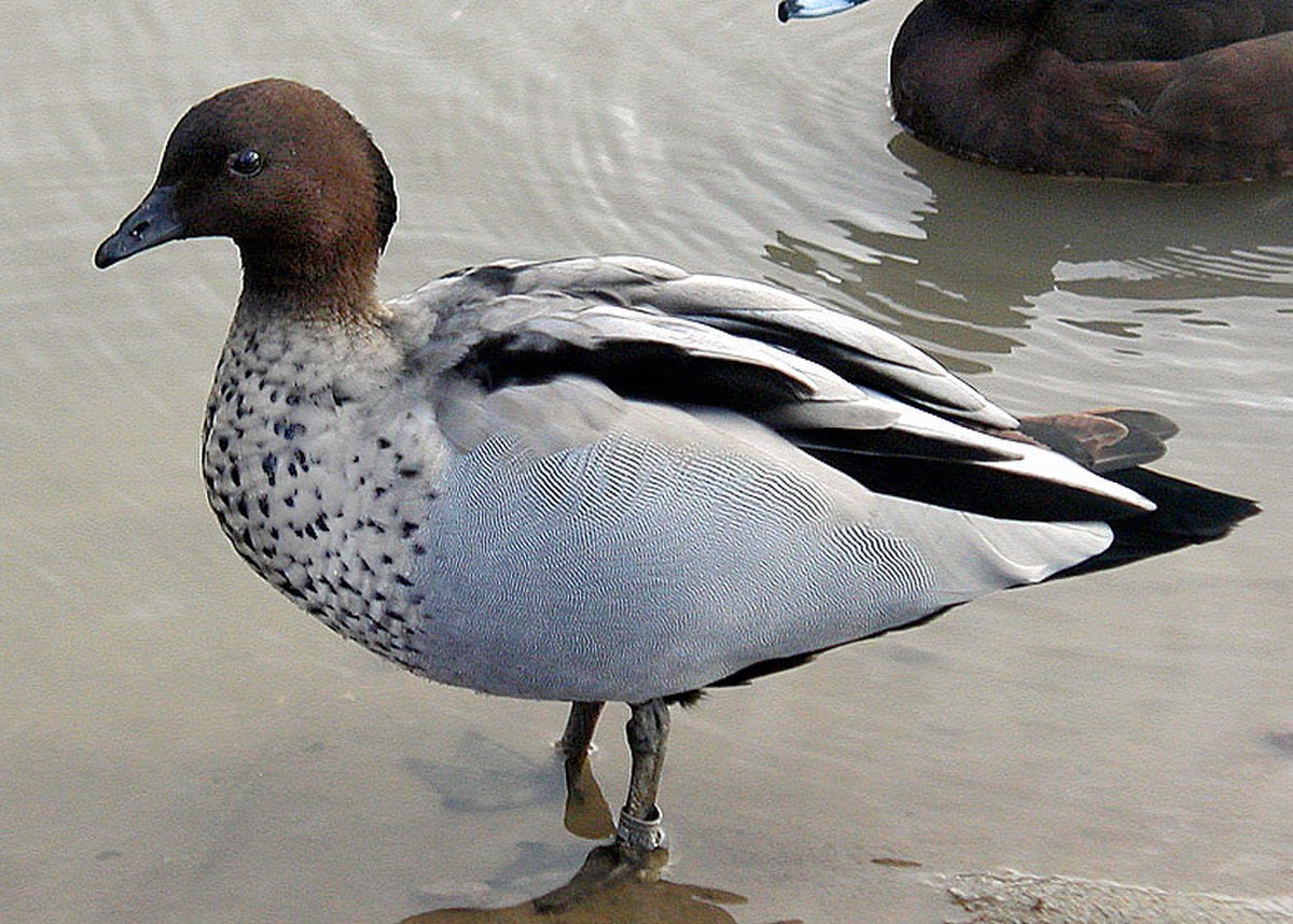 Canard à crinière