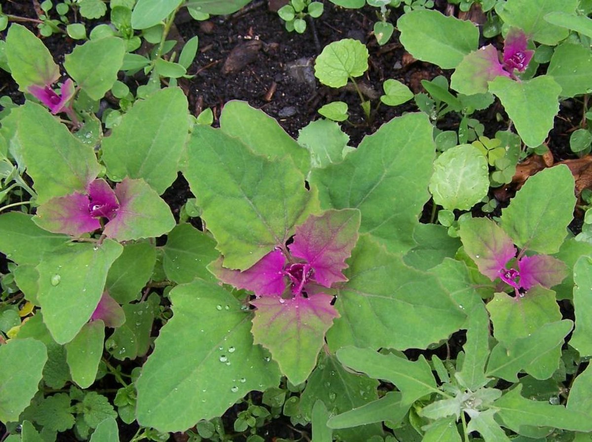 Chénopode blanc