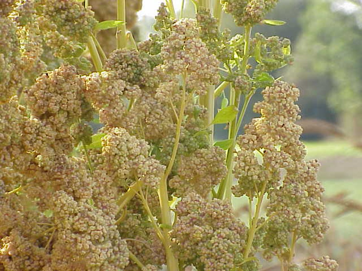 Chenopodiaceae