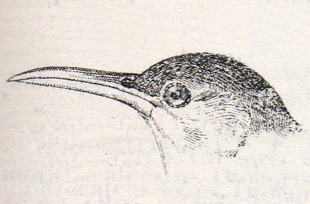 Sirli ricoti