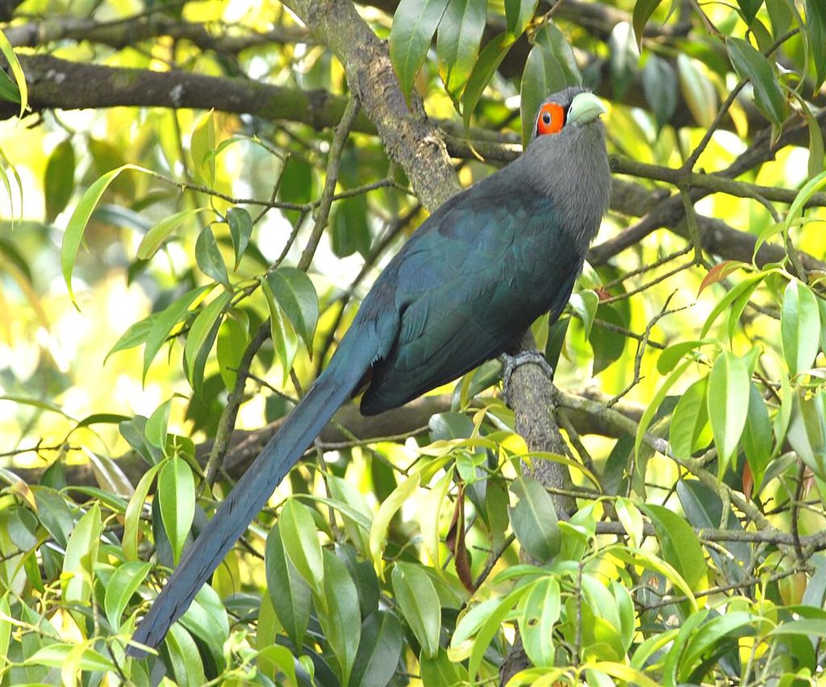 Malcoha à ventre roux