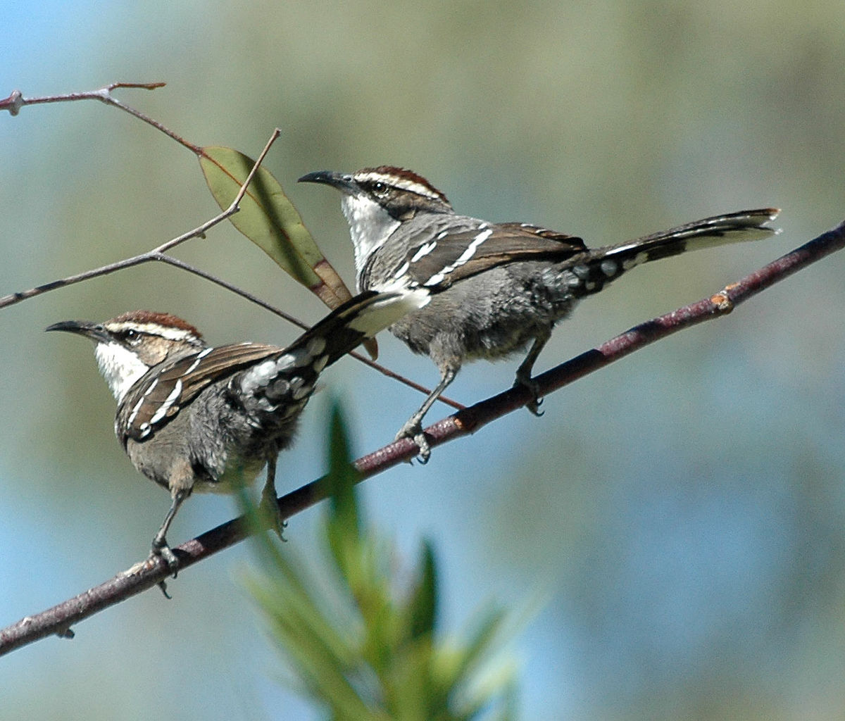 Pomatostomidae