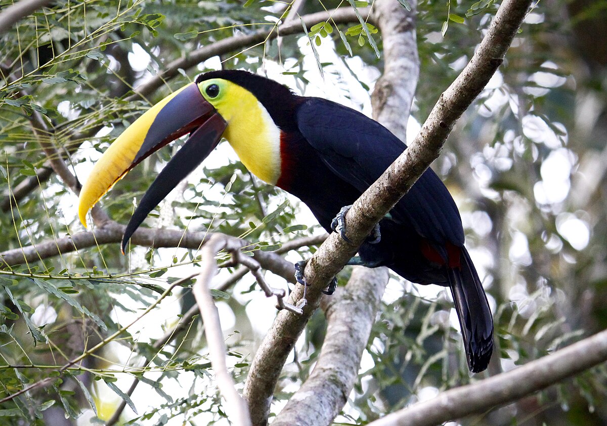 Toucan de Swainson