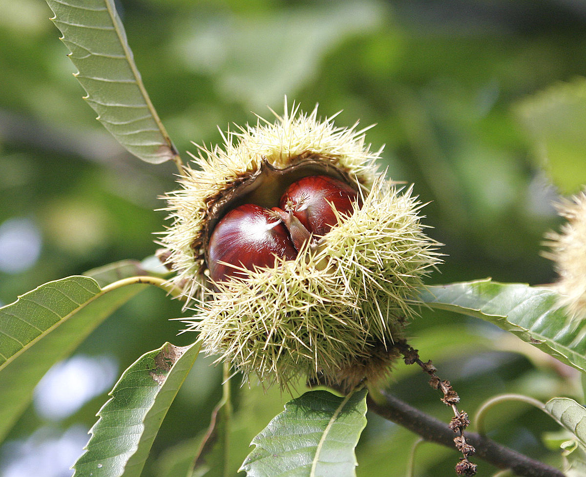 Hamamelididae