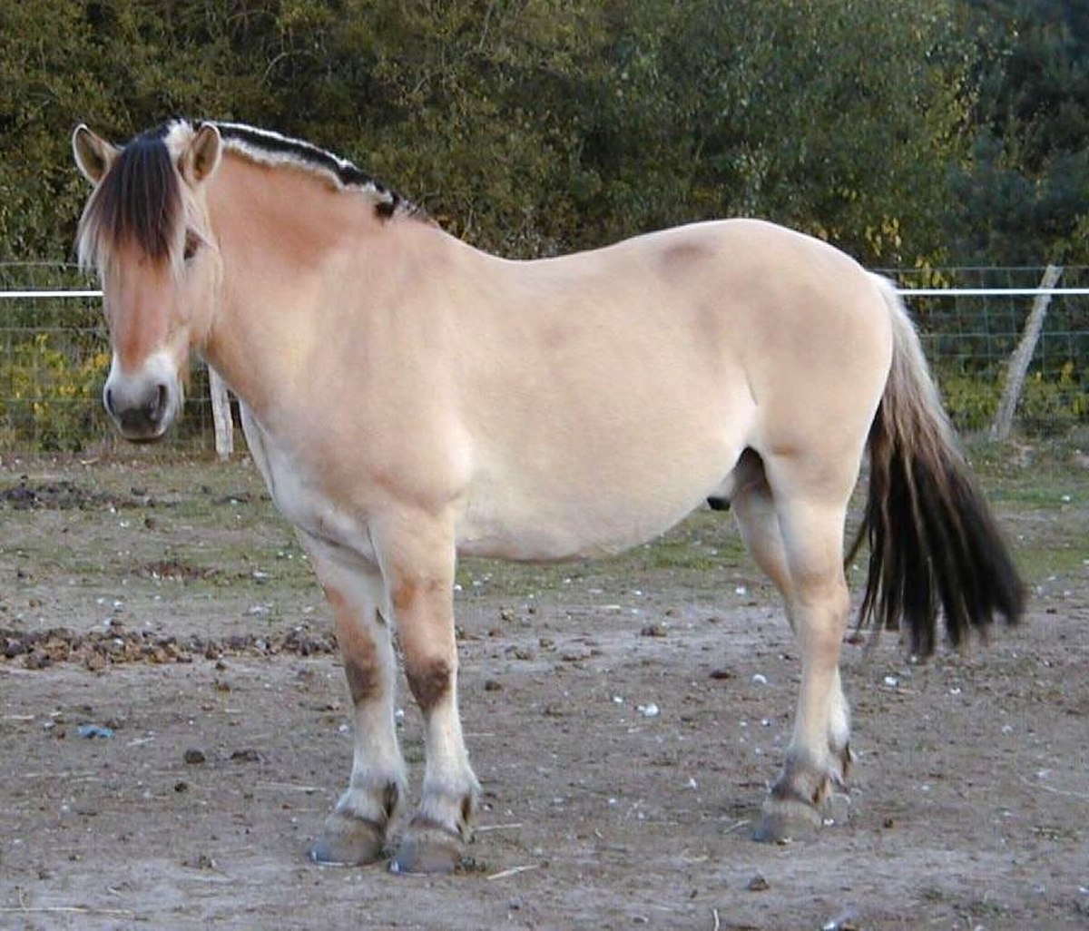 Fjord (cheval)