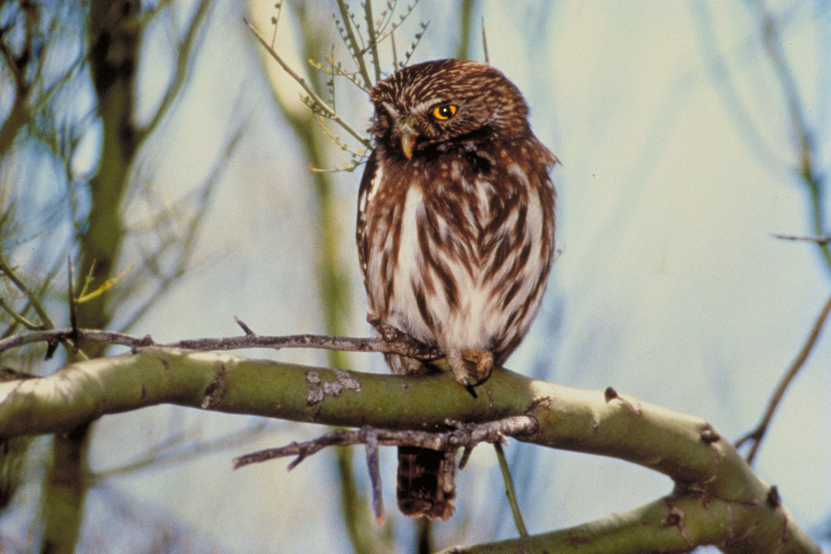 Glaucidium (oiseau)
