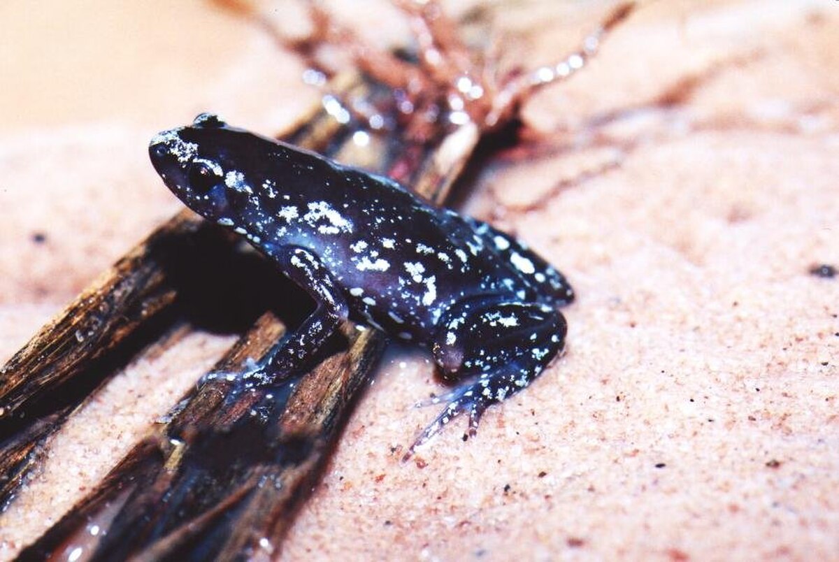 Chiasmocleis
